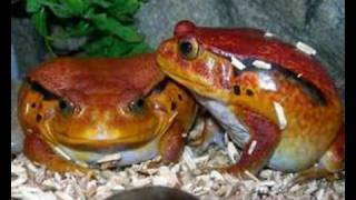 Rana Pomodoro (Dyscophus antongilii ) Rana Pomodoro (Dyscophus antongilii )