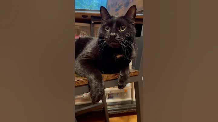 Watch the video about 🐾Best Cat Compilation Ever! #CatShorts - Funny & Cute Cats 🐱#catshorts #cats #catsofyoutube