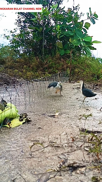 itu patung!!!bukan burung burung||jerat burung ruak ruak#shortvideo #pikat #shortyoutobe#fyp