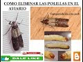 COMO ELIMINAR LAS POLILLAS DEL AVIARIO