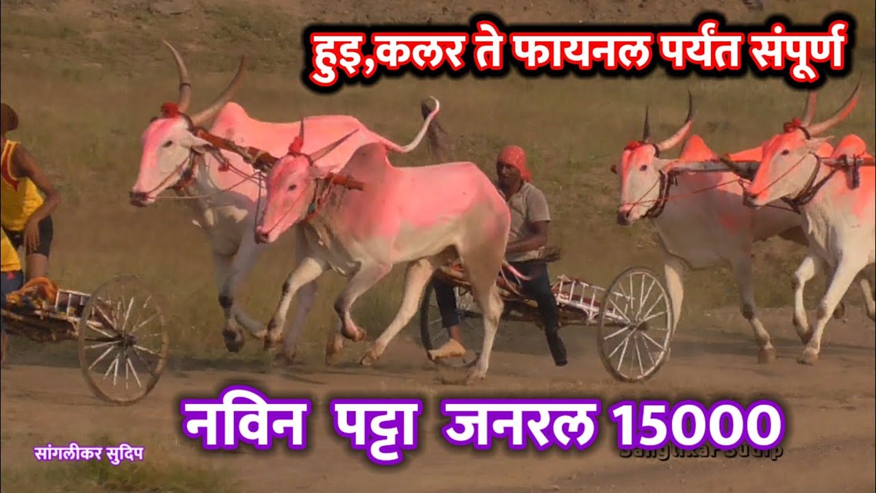 हरण्या आणि बाशिंग भवरा प्रथम | चिताक्या,नाग्या द्वितीय | नविन पट्टा जनरल बैलगाडी शर्यत 15000 harnya