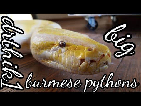 Big Burmese Pythons