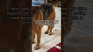 Do this to help your #seniordog to get stronger #germanshepherd  #canineconditioning #caninefitness