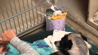Dysphoric dog finally relaxes with a Collar Companion® and Let's Chill...