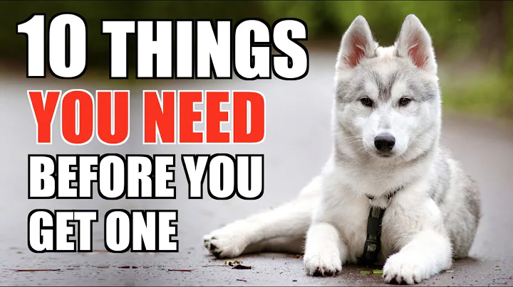 10 Things YOU NEED TO HAVE When You Get A Husky Puppy! [UPDATED GUIDE FOR BEGINNERS] - DayDayNews