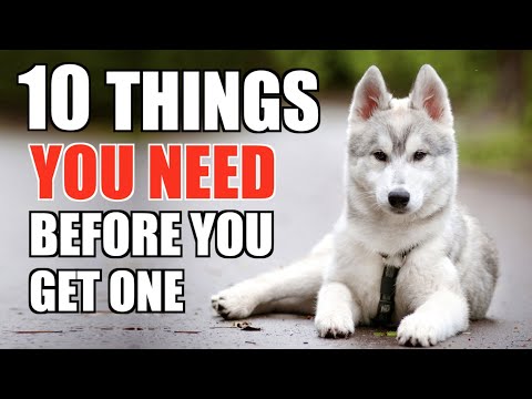 Video: From The Vet: 3 Things Every Husky Owner Should For For