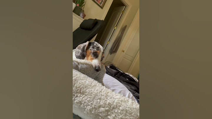 Always napping #dachshund #puppy #naptime #shortsfeed #foryou #viralshorts #weinerdog