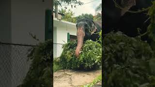 Elephant Runs to Water After Long Walk 🐘💦 #NatureShorts  #elephantconservation