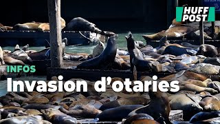 Plus d'un millier d'otaries se réunit au Pier 39 de San Francisco, du jamais-vu depuis 2009