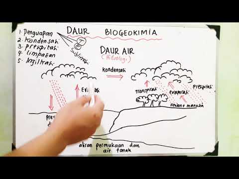 Video: Bagaimana siklus air dalam biologi?