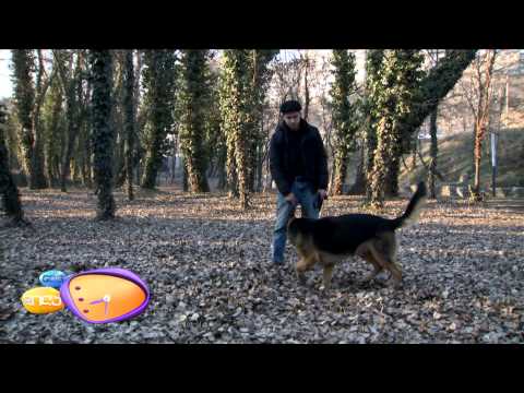 GDS დილა - როგორ გავწვრთნათ გერმანული ნაგაზი, თიკო ფრანგიშვილის სიუჟეტი