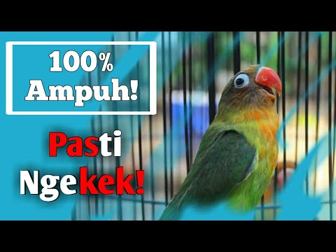 Video: Bagaimana Cara Mengajari Lovebird Anda Berbicara