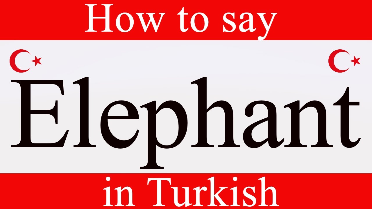 learn-turkish-how-to-say-elephant-in-turkish-learn-turkish