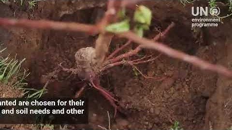 UNEP_ Pakistan & 10 billion Tree Tsunami Project.