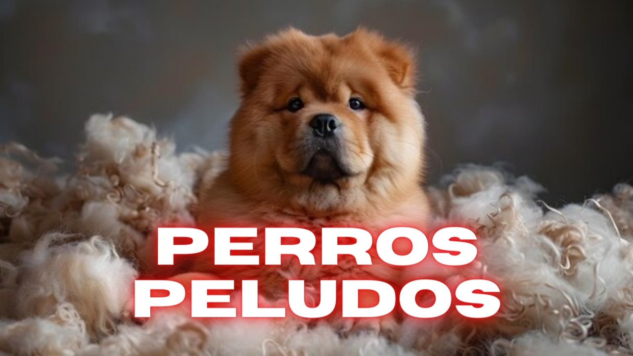 🐶💖 Top 5 Razas de PERROS super PELUDOS 😍🐾