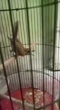 SRDC BETINA GACOR bikin jantan ngamuk !!!!!