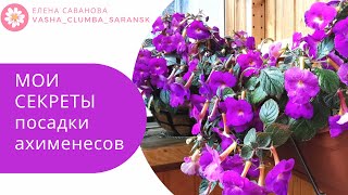 Мои секреты посадки ахименесов #ахименесы#посадка ахименесов#цветочные