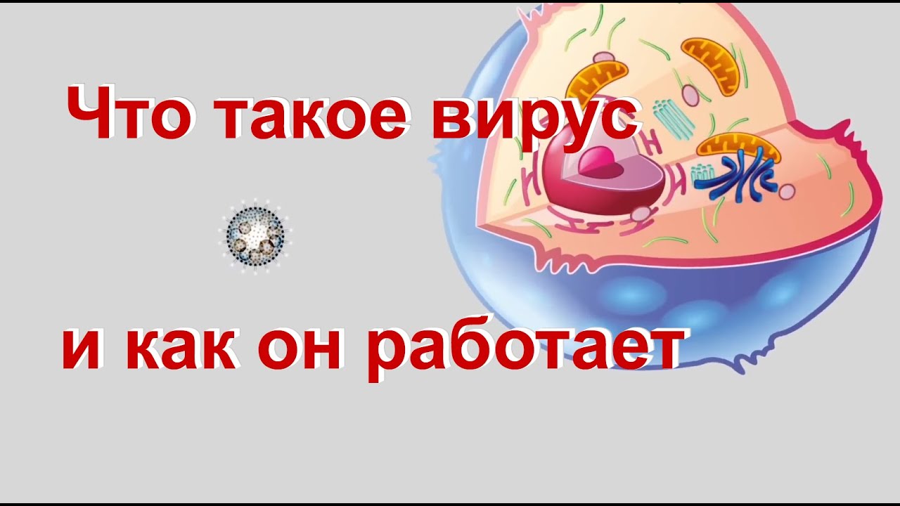 Мерс вирус что