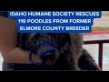 Idaho Humane Society rescues 119 poodles from former Elmore County breeder