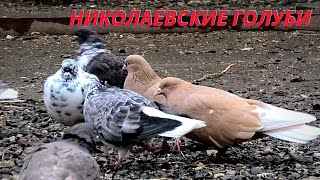 Николаевские голуби и первый снег!