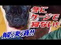 【解決済】冬にケージで寝ないフレンチブルドッグ！！French bulldog