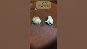 Growing beans in water for 2 weeks #timelapse