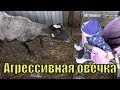 Стрижка овец. Нашли тайную кладку. Овечка зверюга. // Семья Фетистовых