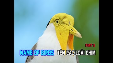 Name of birds | Birds names and sounds | Singing bird | bird name | Birds sound | P8 | Huy studio