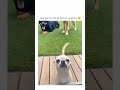 Poor dog☠️