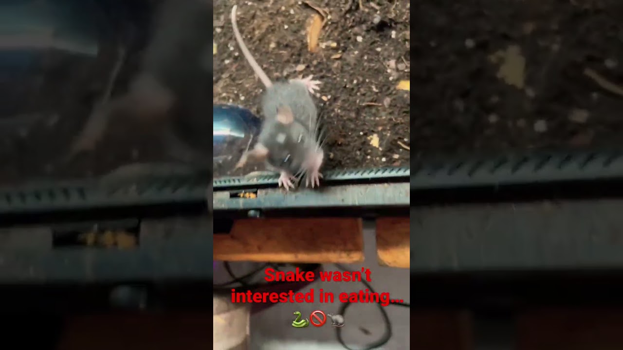 Baby Rat Bioactive Enclosure good For Enrichment..ft bandit/ 