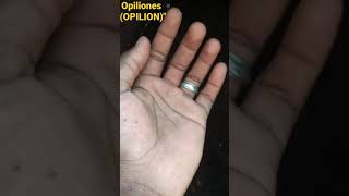 #opiliones #opilion #aracnidos