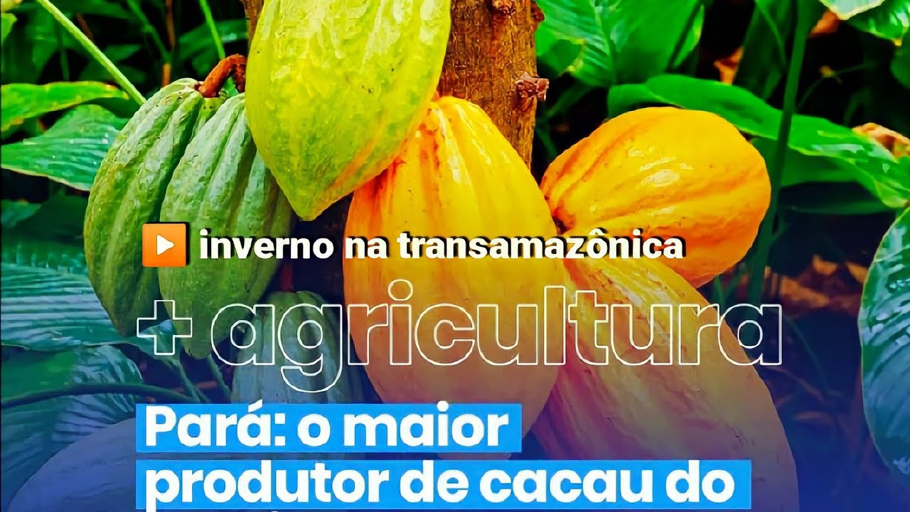 TRANSAMAZÔNICA CULTIVO DE CACAU ORGÂNICO