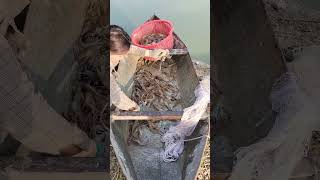 thu tôm càng xanh tại bình minh farm  và uống nước dừa thoải mái cùng gia đình mai nguyễn tại daklak