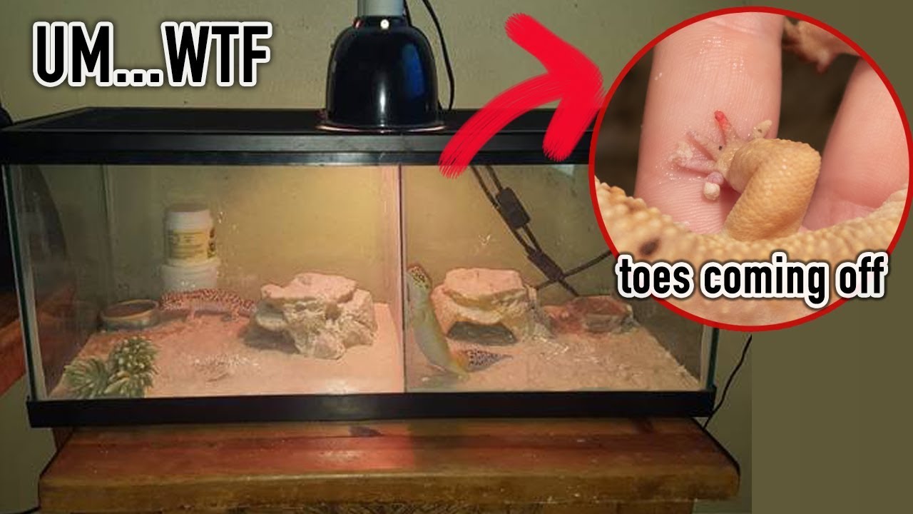 RESCUING TWO LEOPARD GECKOS | KristenLeannimal