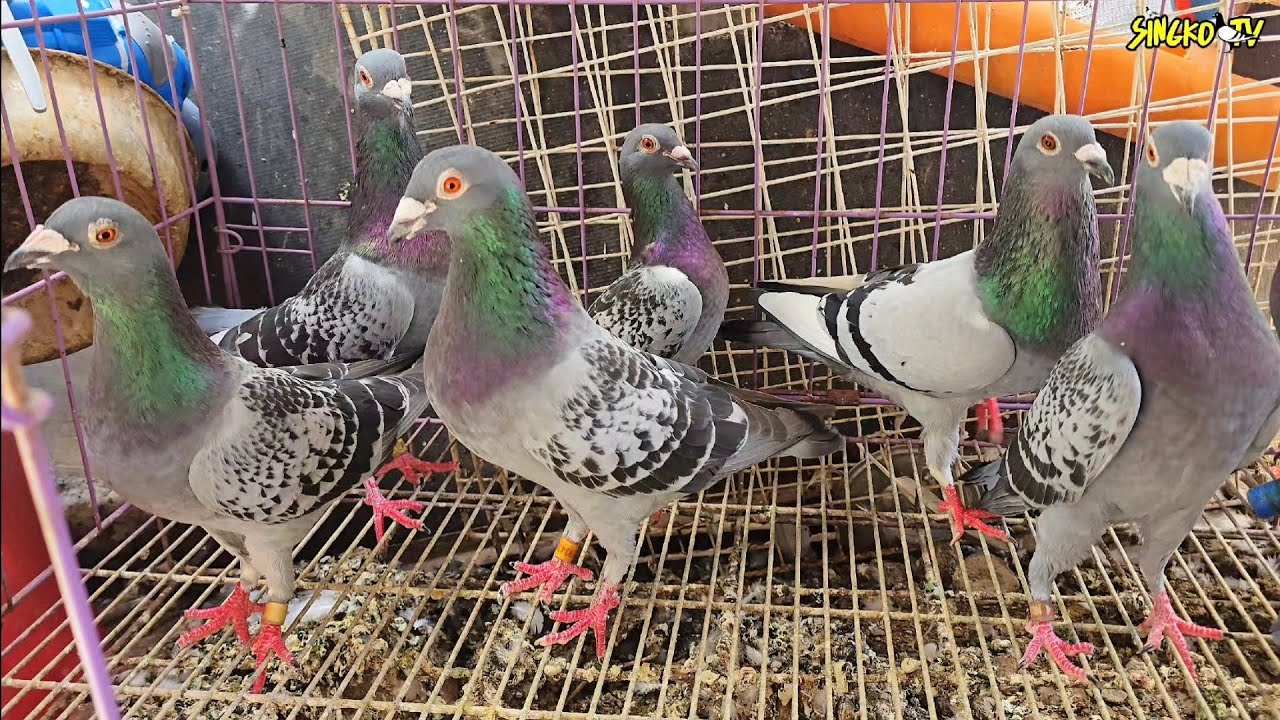 SANGKATUTAK NANAMAN!