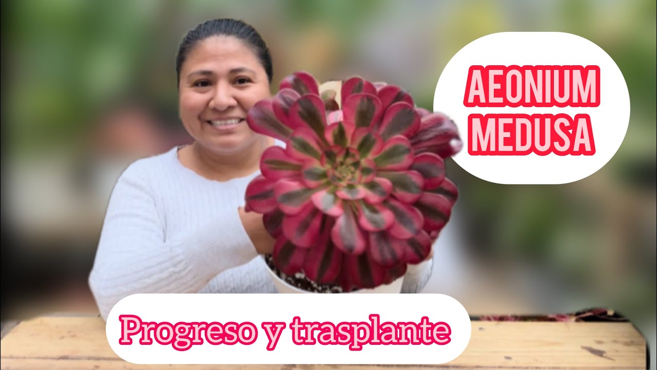 AEONIUM MEDUSA SUCULENTAS CON HERMOSOS COLORES Succulents tups