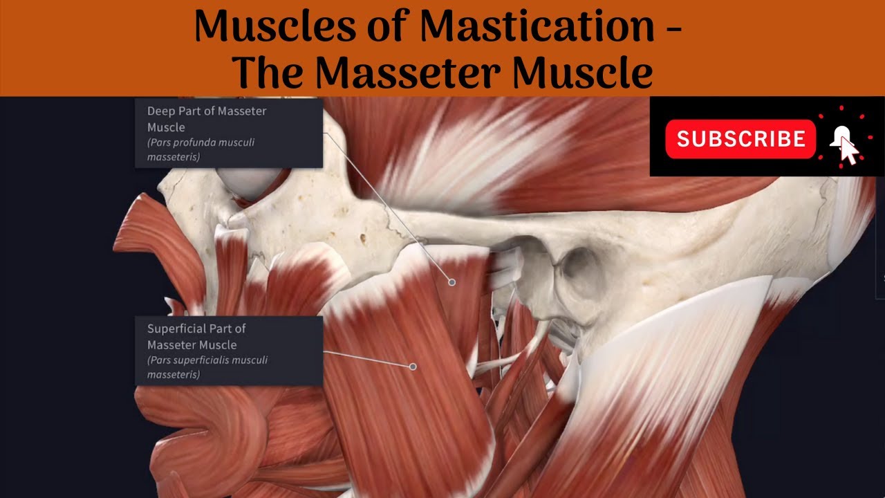 Muscles of Mastication Masseter Muscle Origin