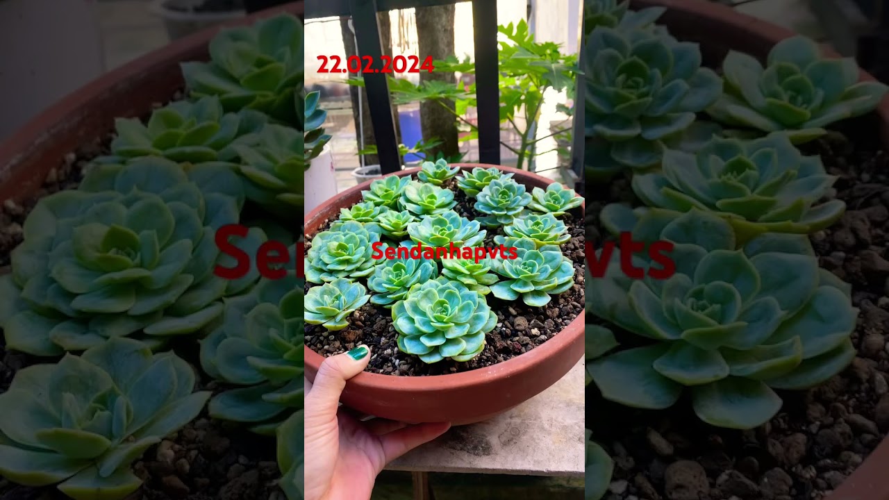 Lola & Vân Mai ngày trở lại- sendanhapvts