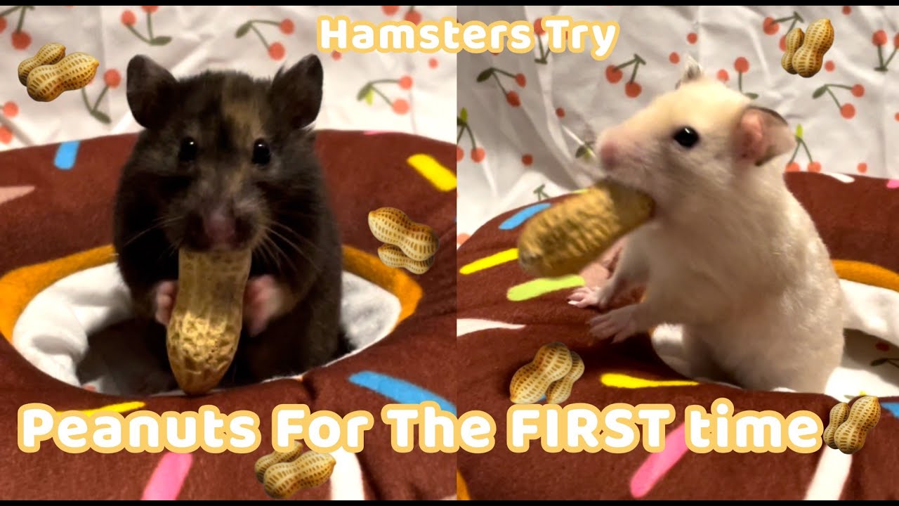 Hamsters Try Peanuts For the FIRST TIME 🥜 YouTube