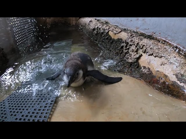 Humboldt Penguin Chick Learns To Swim class=