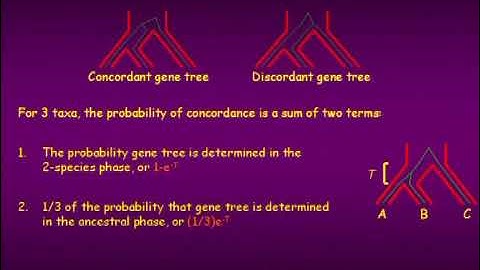 Prof. Noah Rosenberg | Lineage sorting and multi-species coalescent models