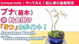 【苗木から作る】ブナ盆栽④針金かけ5つのポイント｜Japanese Beech “Wire arrangement”／bonsai
