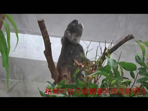 公無尾熊Q仔嚎叫格威不甘示弱跟著叫挑釁意味濃20200905
