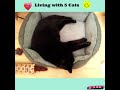Living with 5 Cats 💕❤️👌😊😂😍 #shorts #shortsvideo #viral #cats