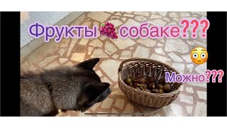 Какие фрукты можно давать собаке // Американская Акита Молли и фрукты - ягоды