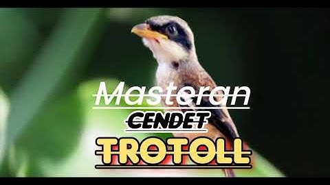masteran burung cendet trotol isian mewah mudah masuk