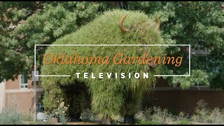 OSU Topiaries