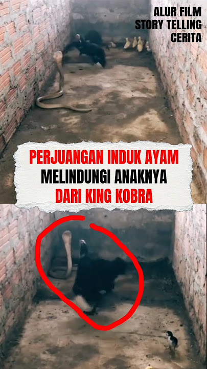 BAK SEORANG IBU, INDUK AYAM BERJUANG MELINDUNGI ANAKNYA DARI SENGATAN KOBRA #storytime #storytelling