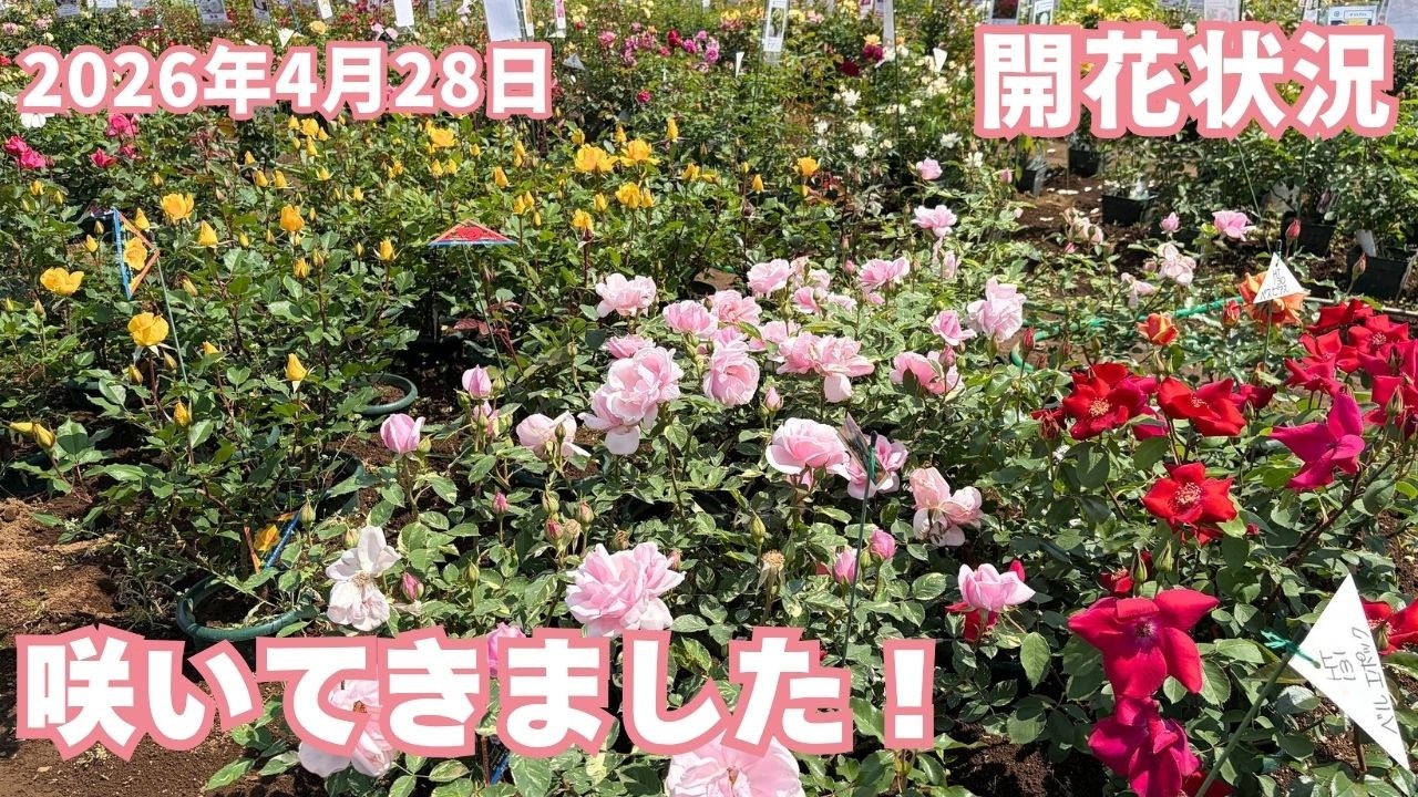 2026年4月28日開花状況 咲いてきました! 東久留米市 - YouTube