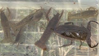 Aquatic insect collecting Mass capture of Lethocerus deyrollei water scorpions crayfish crayfish.